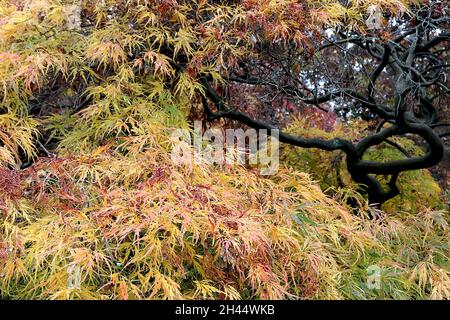 Acer palmatum dissectum ‘Atropurpureum’ japanischer Ahornholzschnitt Atropurpureum – gelbe, orange, rote, grüne und burgunderrote lazenartige Blätter, Oktober, Großbritannien Stockfoto