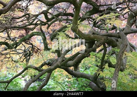 Acer palmatum dissectum ‘Atropurpureum’ japanischer Ahornholzschnitt Atropurpureum – gelbe, orange, rote, grüne und burgunderrote lazenartige Blätter, verdrehter Stamm Stockfoto