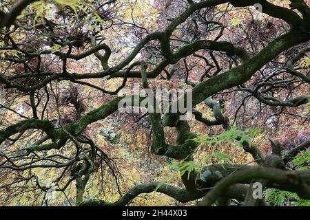 Acer palmatum dissectum ‘Atropurpureum’ japanischer Ahornholzschnitt Atropurpureum – gelbe, orange, rote, grüne und burgunderrote lazenartige Blätter, verdrehter Stamm Stockfoto