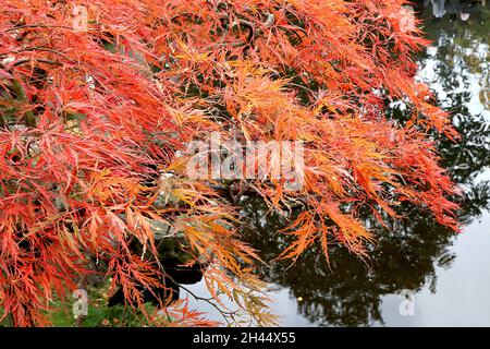Acer palmatum dissectum ‘Waterfall’ japanischer Ahorn-Wasserfall – fein zerschnittete orange und rote Blätter, Oktober, England, Großbritannien Stockfoto