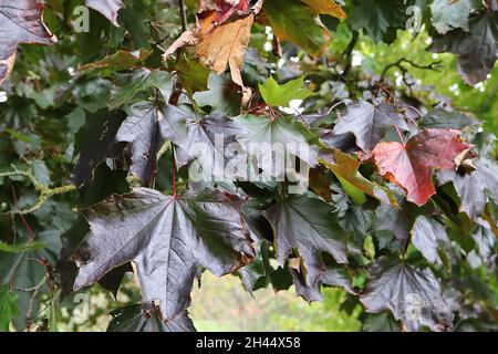 Acer platanoides ‘Goldsworth Purple’ Norwegen Ahorn Goldsworth Purple – dunkelgrün, bronzegrün und burgunderrot-lila glänzende Blätter, Oktober, England, Großbritannien Stockfoto