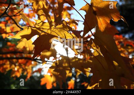 Acer saccharum var grandidentatum bigtooth Ahorn – große tiefgelbe und orange tiefgelappte Blätter, Oktober, England, Großbritannien Stockfoto