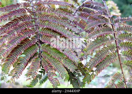 Albizia julibrissin ‘Summer Chocolate’ Persianer Seidenbaum Sommerschokolade – dunkelgrüne und rote farnähnliche Blätter, Oktober, England, Großbritannien Stockfoto