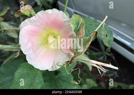 Alcea rosea ‘Perfect Pink’ hollyhock Perfect Pink - einzelne, trichterförmige, weiße Blüten mit hellrosa Halo und hellgrünem Zentrum, Stockfoto