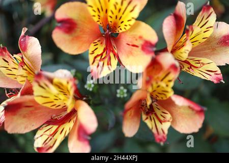Alstroemeria ‘Indian Summer’ Peruanische Lilie Indian Summer – orange trichterförmige Blüten mit gelber Wäsche, dunkelrosa Streifen und braunen Flecken, Oktober Stockfoto
