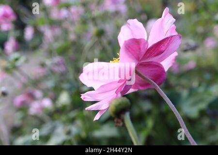 Anemone x hybrida ‘Queen Charlotte’ Japanische Anemone Queen Charlotte – gekräuselte untertasse-förmige doppelte hellrosa Blüten mit weißen Rändern, Oktober, Stockfoto