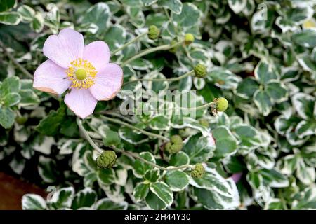 Anemone x hybrida ‘September Charm’ Japanischer Anemone September Charm – sehr hellrosa Einzelblüten mit breiten weißen Rändern, Oktober, England, Großbritannien Stockfoto