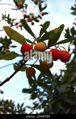 Arbutus Unedo Erdbeerbaum – kleine Rispen aus gestielten runden gelben und roten Orangenbeeren und dunkelgrünen elliptischen Blättern, Oktober, England, Großbritannien Stockfoto