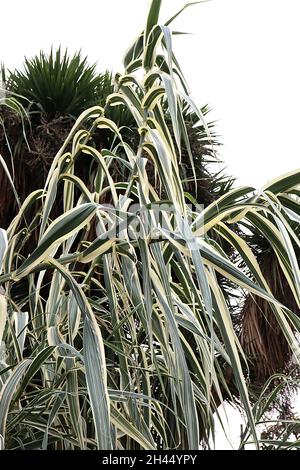 Arundo donax ‘Variegata’ buntes Riesenschilf – sehr hohe Stämme schwertförmiger cremefarbener Blätter mit grünen Streifen, Oktober, England, Großbritannien Stockfoto
