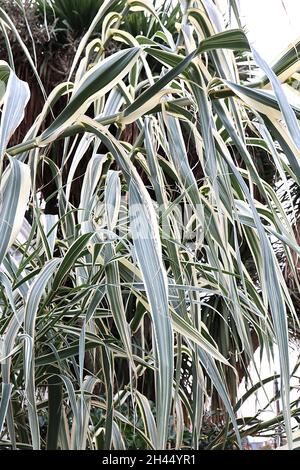 Arundo donax ‘Variegata’ buntes Riesenschilf – sehr hohe Stämme schwertförmiger cremefarbener Blätter mit grünen Streifen, Oktober, England, Großbritannien Stockfoto