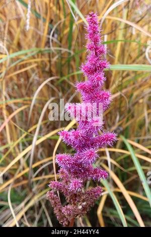 Astilbe chinensis ‘Little Vision in Purple’ falscher Ziegenbart - aufrecht verzweigte Rispen aus winzigen violett-rosa Blüten mit gelben Anthern, Oktober, Großbritannien Stockfoto