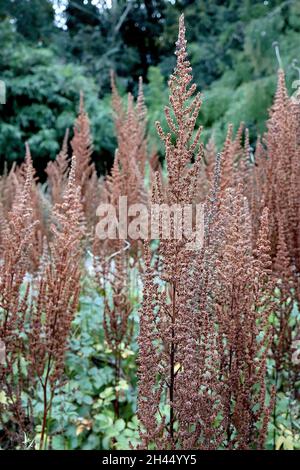 Astilbe rubra ‘Superba’ falscher Ziegenbart Superba – verzweigte Racemes aus getrockneten rostbraunen Samenköpfen, Oktober, England, Großbritannien Stockfoto