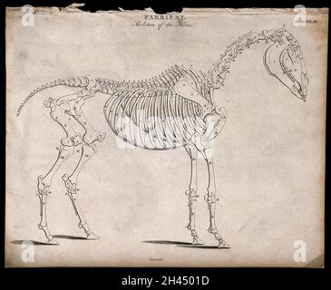Skelett eines Pferdes: Seitenansicht. Radierung von J. Barlow, 1802. Stockfoto