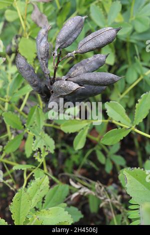 Baptizia australis blue false indigo – dunkelbraune längliche Samenkapseln und hellgrüne obovate Blätter, Oktober, England, Großbritannien Stockfoto