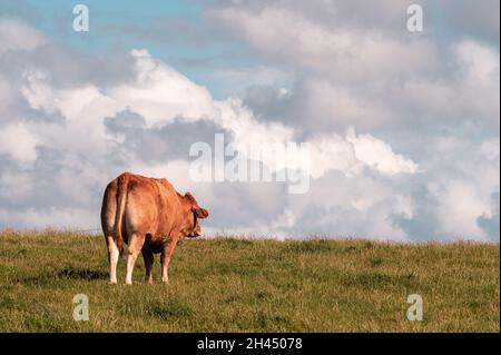 Eine eingeborene französische Kuh auf einer Wiese in Etretat, mit dem Himmel im Hintergrund und dramatischen Wolken Stockfoto