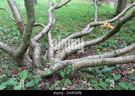 Betula medwediewii transkaukasische Birke – gelbe und braune Blätter auf welligen, gespreibten Zweigen mit Lentikeln, Oktober, England, Großbritannien Stockfoto