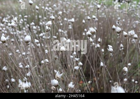 Catananche caerulea Cupids DART – schimmernde eiförmige Pappmaché-Bracts, Oktober, England, Großbritannien Stockfoto