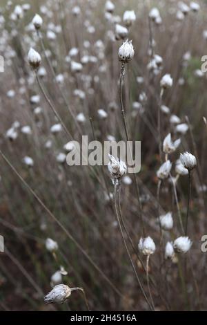 Catananche caerulea Cupids DART – schimmernde eiförmige Pappmaché-Bracts, Oktober, England, Großbritannien Stockfoto