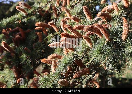 Cedrus atlantica Atlas Cedar – aufrechte hellbraune Pollen-Zapfen und blaugrüne nadelartige Blätter, Oktober, England, UK Stockfoto