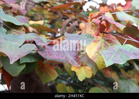 Cercis canadensis ‘Forest Pansy’ Eastern Redbud Forest Pansy – reichhaltige, glänzende und mattviolette rote, grüne, gelbe und rote Blätter, Oktober, England, Großbritannien Stockfoto