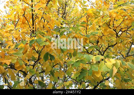 Cladrastis kentukea Kentucky gelbes Holz – gelbe und mittelgrüne Ovatblätter, Oktober, England, Großbritannien Stockfoto