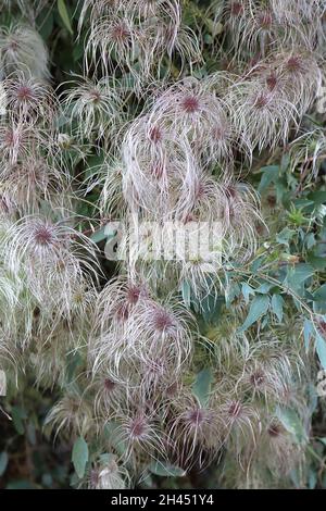 Clematis vitalba der Bart des alten Mannes – flauschige, federartige Samenhaufen, Oktober, England, Großbritannien Stockfoto