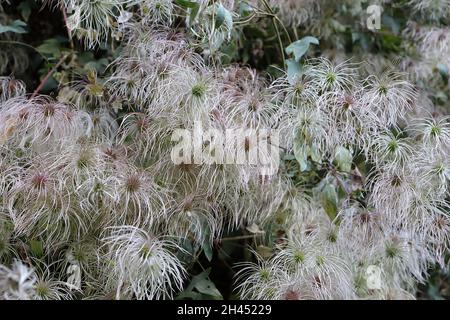 Clematis vitalba der Bart des alten Mannes – flauschige, federartige Samenhaufen, Oktober, England, Großbritannien Stockfoto