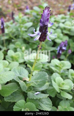 Coleus neochilus riechende Spornblume – zylindrische Blüten mit dunkelvioletten und violetten Blüten, gebogene, helle Lavendelblüten, Oktober, England, Großbritannien Stockfoto
