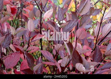 Cornus alba ‘Kesselringii’ weißer Dogwood Kesselringii – rot, kastanienbraun und burgunderrot auf aufrechten schwarzen Stielen, Oktober, England, Großbritannien Stockfoto