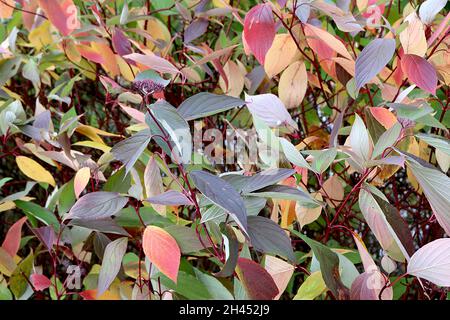 Cornus alternifolia Pagode Dogwood – lila Corymbs und mehrfarbige Blätter auf dunkelroten Stielen, Oktober, England, Großbritannien Stockfoto