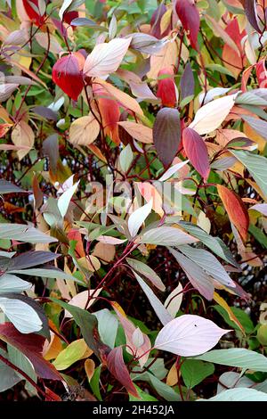 Cornus alternifolia Pagode Dogwood – lila Corymbs und mehrfarbige Blätter auf dunkelroten Stielen, Oktober, England, Großbritannien Stockfoto