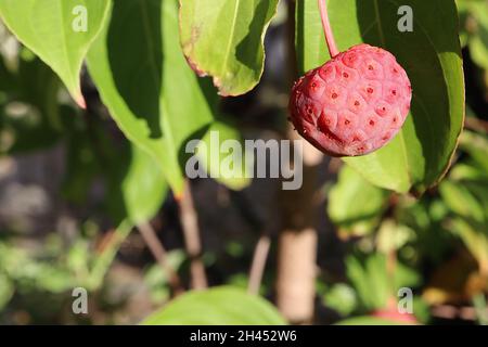 Cornus kousa var chinensis Chinesischer Dogwood – korallenrote Steinpfeife und eiovierte hellgrüne Blätter, Oktober, England, Großbritannien Stockfoto