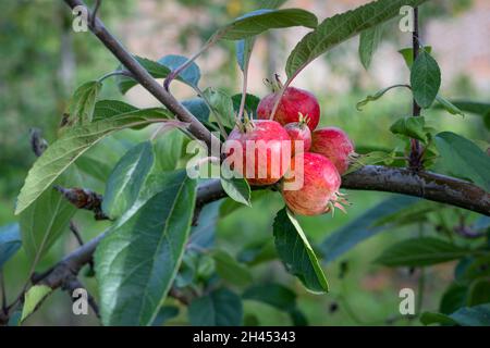 Nahaufnahme der Granatapfelpflanze, die im Obstgarten wächst Stockfoto