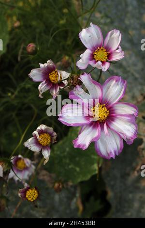 Cosmos bipinnatus ‘Candy Stripe’ weiße, schalenförmige Blüten mit karmesinroten Rändern und fedrigen Blättern, Oktober, England, Großbritannien Stockfoto