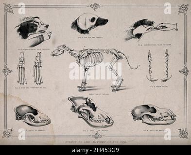 Anatomie eines Hundes: Neun Figuren, die Skelette und Schädel verschiedener Hunderassen zeigen und die Verabreichung von Medikamenten demonstrieren. Lithographie, 1860/1900? Stockfoto