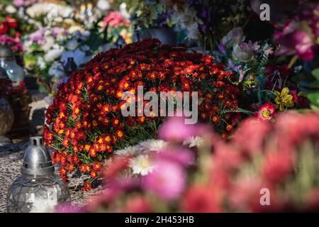 Chrysantheme blüht auf einem Grab auf dem Wolski-Friedhof - dem römisch-katholischen Friedhof in Warschau Stockfoto