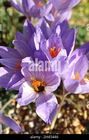 Crocus speciosus Bieberstein’s crocus - blassviolette, kellanförmige Blüten mit violetten Adern, kurzen weißen und hellgrünen Stielen, Oktober, England, Großbritannien Stockfoto