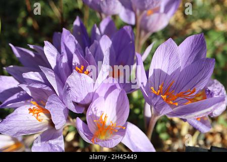 Crocus speciosus Bieberstein’s crocus - blassviolette, kellanförmige Blüten mit violetten Adern, kurzen weißen und hellgrünen Stielen, Oktober, England, Großbritannien Stockfoto