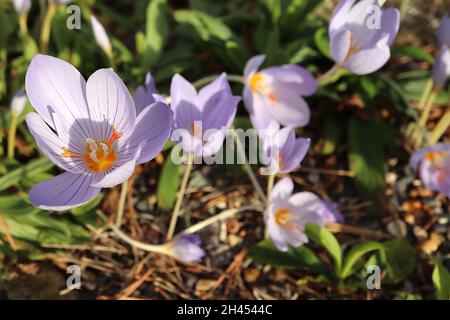 Crocus speciosus Bieberstein’s crocus - blassviolette, kellanförmige Blüten mit violetten Adern, kurzen weißen und hellgrünen Stielen, Oktober, England, Großbritannien Stockfoto