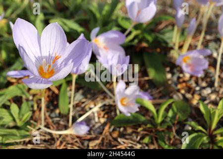 Crocus speciosus Bieberstein’s crocus - blassviolette, kellanförmige Blüten mit violetten Adern, kurzen weißen und hellgrünen Stielen, Oktober, England, Großbritannien Stockfoto
