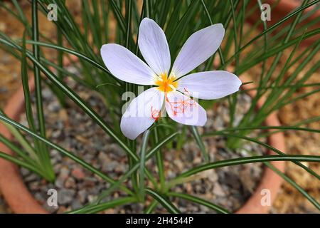 Crocus tournefortii Tournefort crocus – blass lila ausgestellte trichterförmige Blüten mit gelbem Zentrum und orangefarbenem Stil, dunkelgrüne Grasblätter Stockfoto