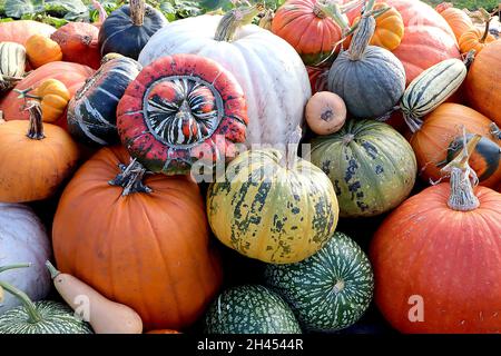 Cucurbita maxima ‘Turban Squash’ Turban Turban – hellorange Haut mit dunkelgrünen Flecken, geknallte obere Hälfte mit weißen und dunkelgrünen Streifen Stockfoto