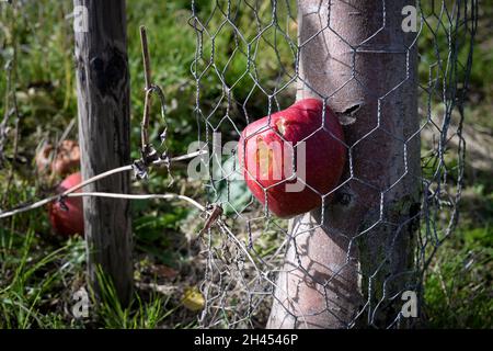 Verfaulender Apfel mit Wurmloch zwischen Drahtgeflecht und Baumstamm im Obstgarten Stockfoto