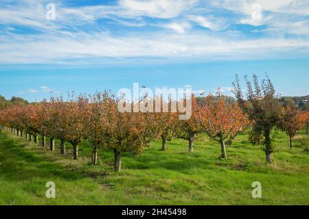 Reihen von Bäumen in Feld in ländlichen Landschaft gepflanzt. Stockfoto