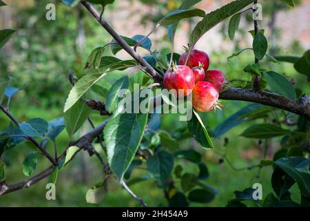 Frucht von Granatapfel in üppigem grünem Laub Stockfoto