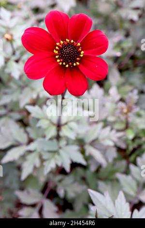 Dahlia ‘Bishop of Auckland’ Misc class Group 10 einzelne tiefrote Blüten, dunkles Laub, Oktober, England, Großbritannien Stockfoto