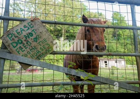 Ein kleines braunes Pferd blickt durch das Tor des Feldes mit einem Schild, das darum bittet, nicht zu füttern oder zu berühren. Stockfoto