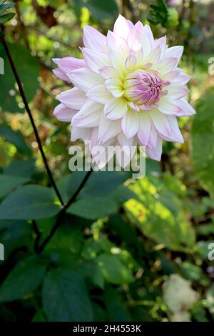 Dahlia ‘Crazy Love’ Decorative Dahlia Group 5 Weiße Blüten mit violettem Flush und umrissenen, purpurfarbenen Rändern, Oktober, England, Großbritannien Stockfoto