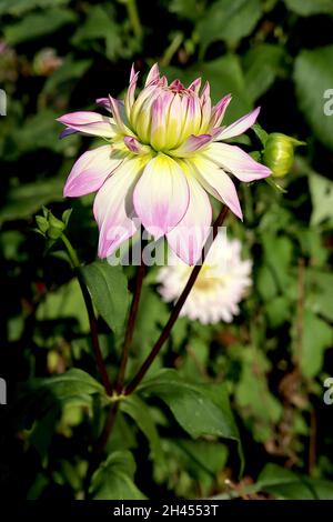 Dahlia ‘Crazy Love’ Decorative Dahlia Group 5 Weiße Blüten mit violettem Flush und umrissenen, purpurfarbenen Rändern, Oktober, England, Großbritannien Stockfoto