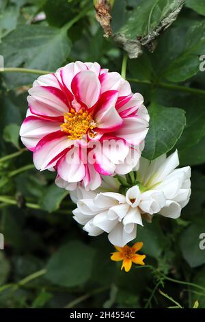 Dahlia ‘Edge of Joy’ Decorative Dahlia Group 5 weiße Blüten mit karmesinroten Rändern und breiten Blütenblättern, Oktober, England, Großbritannien Stockfoto